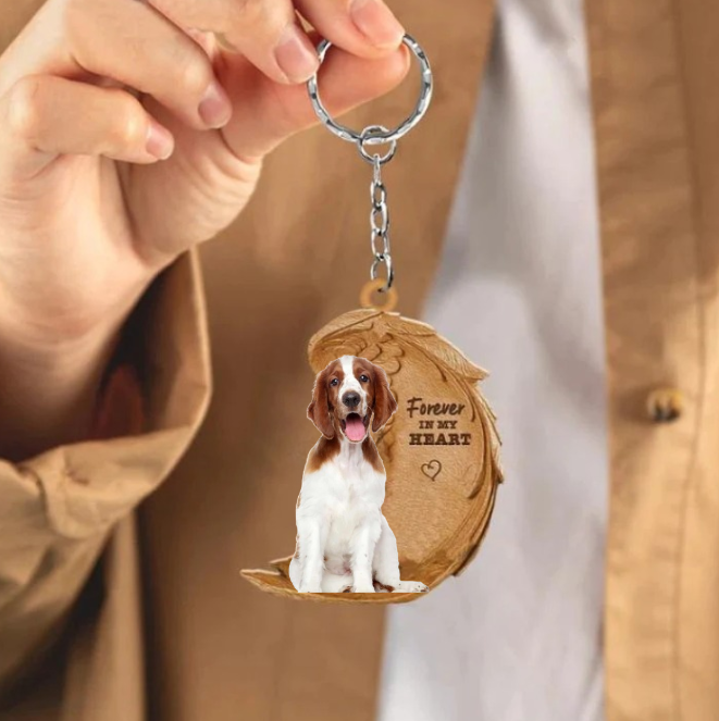 Welsh springer spaniel | Na Zawsze w Moim Sercu
